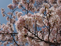 DSC_0046_sakura.jpg